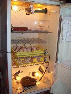 Как из старого холодильник сдеать инкубатор