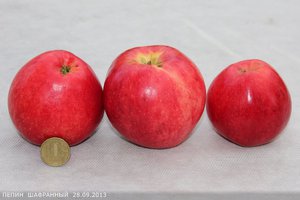 Как вырастить сорт яблони