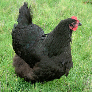 Курица породы Австралорп черный