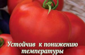 Как вырастить сорт томата