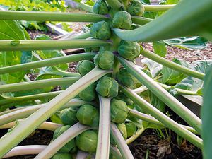 Как вырастить капусту в открытом грунте 