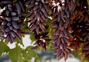 Как выглядят грозди винограда сорта Дамский пальчик