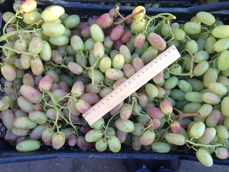 Урожай винограда Дамский пальчик