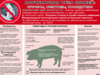 Африканская чума свиней  симптомы