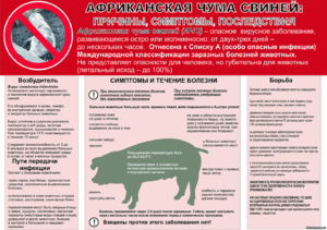 Африканская чума свиней  симптомы 