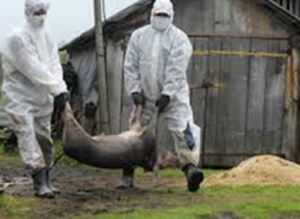 Африканская чума свиней опасность для человека 