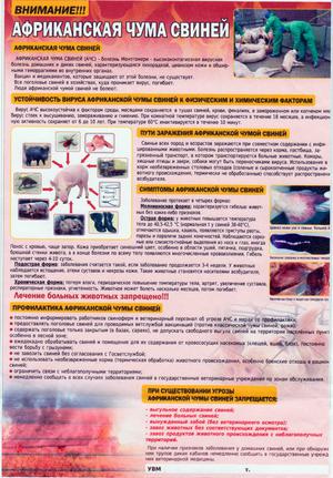 Африканская чума свиней: причины, симптомы и лечение