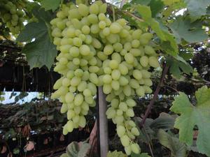 Как вырастить виноград долгожданный 