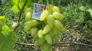 Крупный виноград долгожданный 