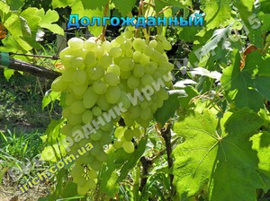 Выращивание винограда сорта долгожданный 