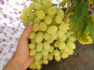 Большая гроздь винограда долгожданный