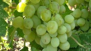 Сорт винограда Антоний Великий  - описание урожая