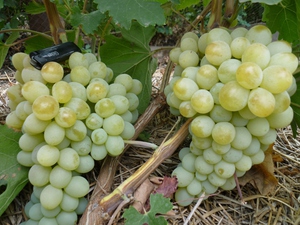 Сорт Антоний Великий - вкусный виноград