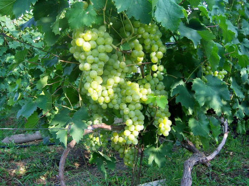 Как вырастить виноград Антоний Великий