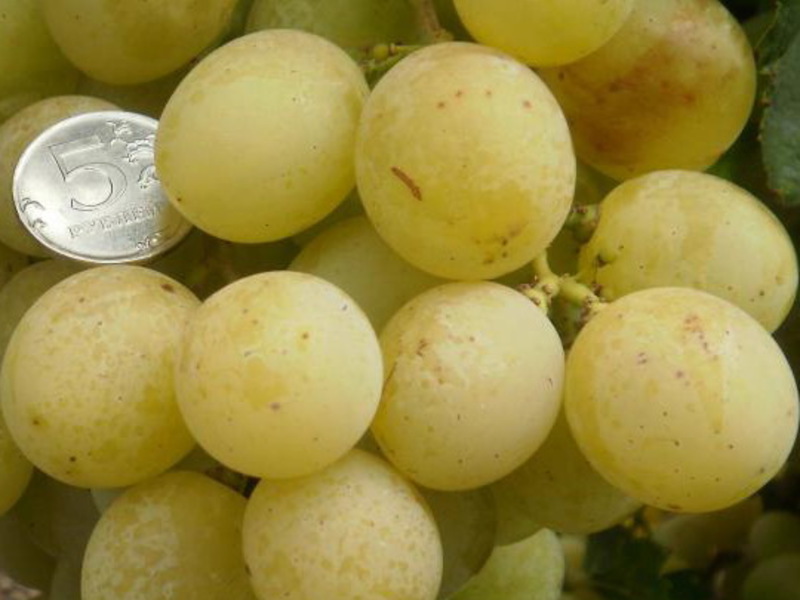 Вкусный виноград едят в свежем виде, делают сок и вино
