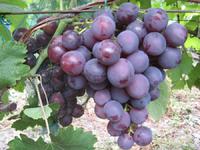 Виноград Рошфор - уход и размножение