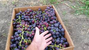 Виноград Рошфор - крупные плоды