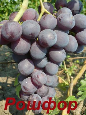 Крупный темный сорт винограда Рошфор