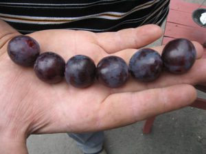 Темные сорта винограда - Рошфор