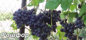 Как ухаживать за виноградом Рошфор