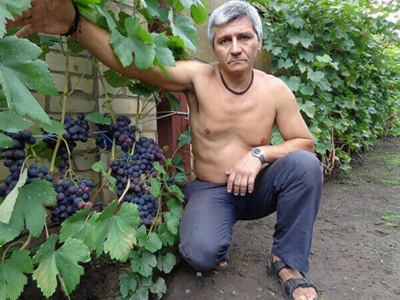 Как получить максимум урожая винограда сорта Рошфор