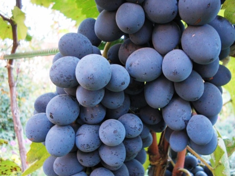Подкормка и профилактика болезней винограда