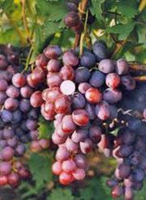 Описание сорта винограда Низина
