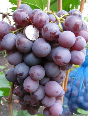 Как посадить виноград Низина