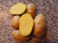 Выращивание картофеля- сорт Импала