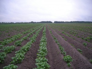 Выращивание картофеля Импала