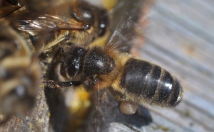 Пчелы породы Среднерусская 