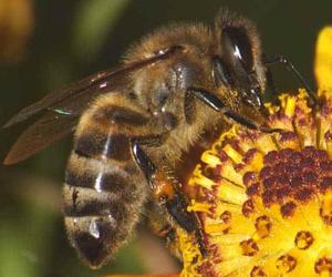 Рабочие пчелы Среднерусской породы